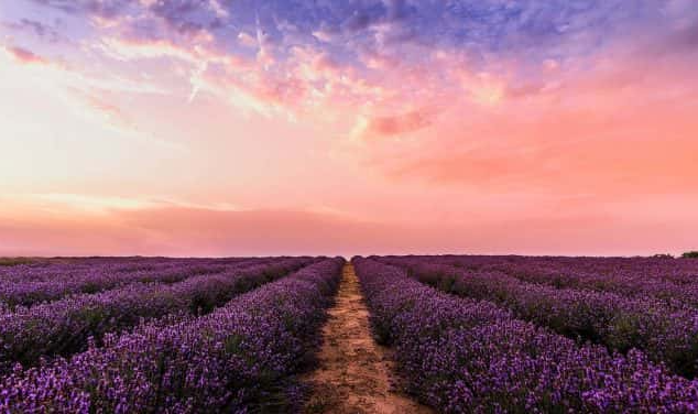 Sequim Lavender Festival