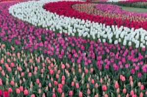 Skagit Valley Tulip Festival